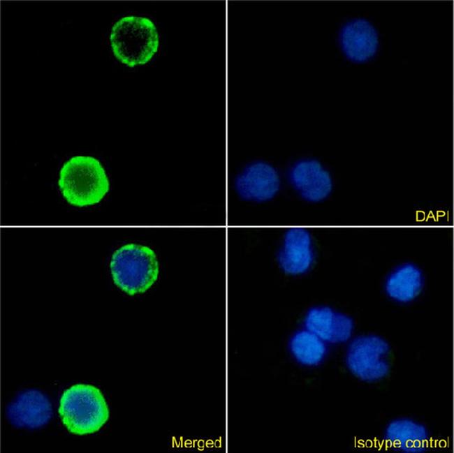 CD18 Chimeric Antibody in Immunocytochemistry (ICC/IF)