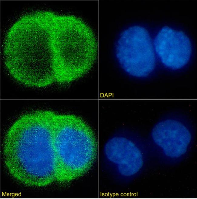 ErbB2 (HER-2) Antibody in Immunocytochemistry (ICC/IF)