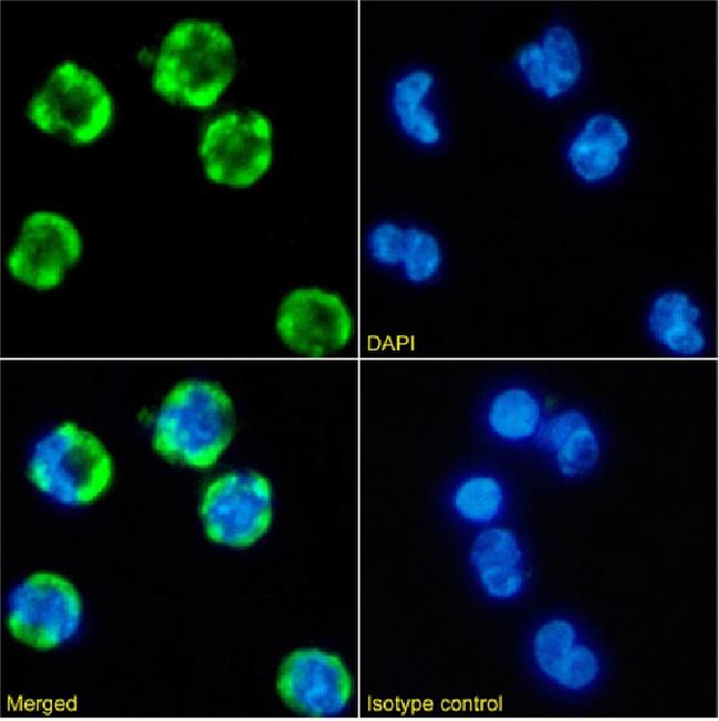 CD35 Chimeric Antibody in Immunocytochemistry (ICC/IF)