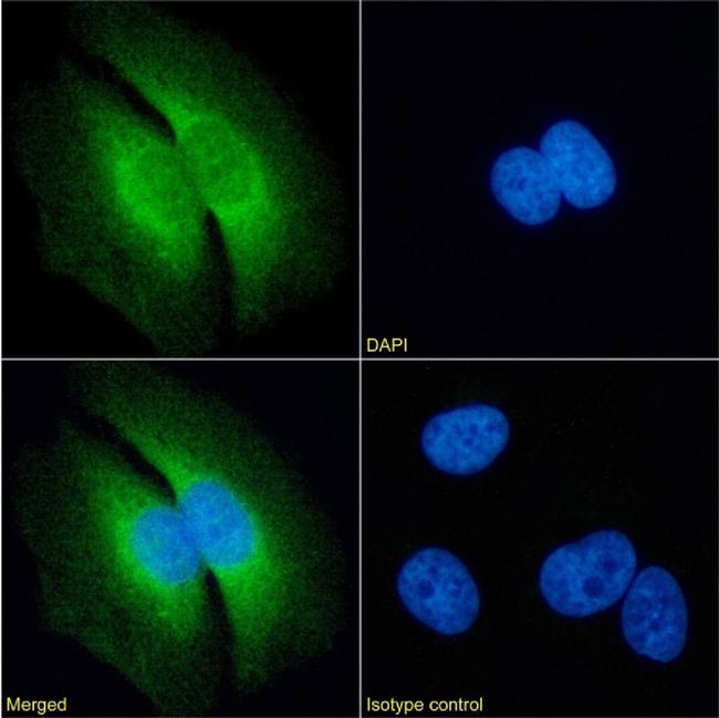 RAP Chimeric Antibody in Immunocytochemistry (ICC/IF)