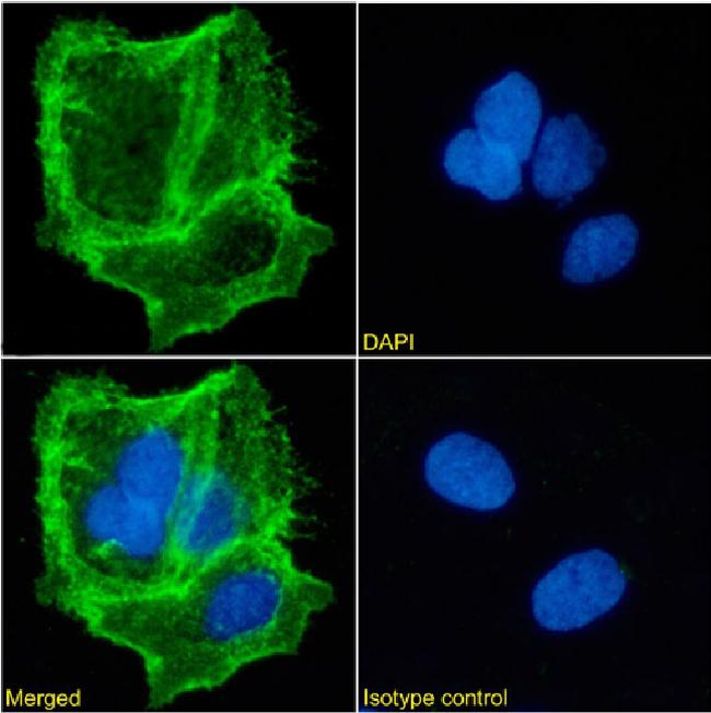 EpCAM (CD326) Antibody in Immunocytochemistry (ICC/IF)