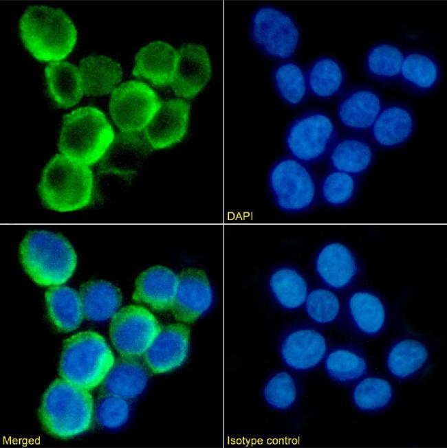 TLR2 Chimeric Antibody in Immunocytochemistry (ICC/IF)