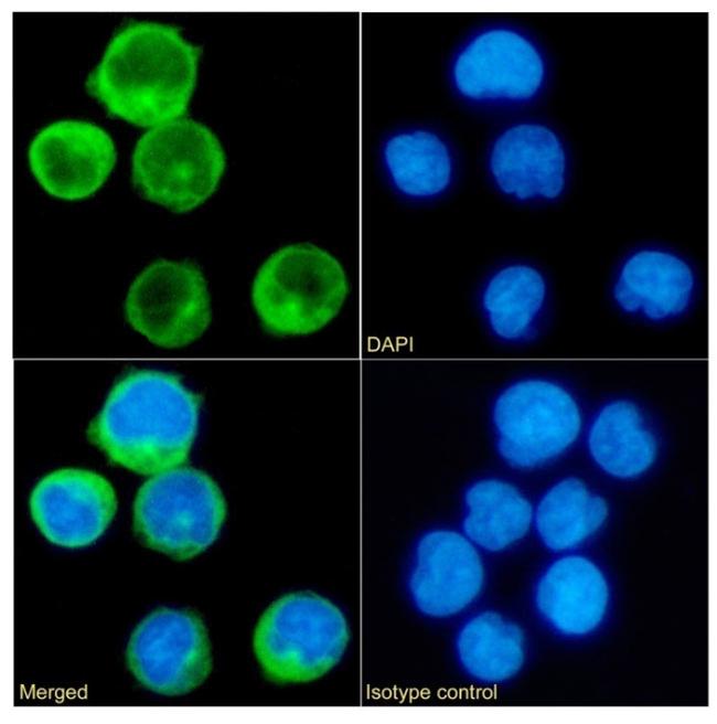 CD45RA Chimeric Antibody in Immunocytochemistry (ICC/IF)