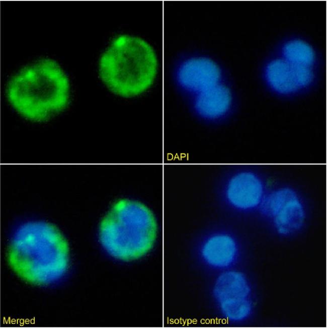 CD41 Chimeric Antibody in Immunocytochemistry (ICC/IF)