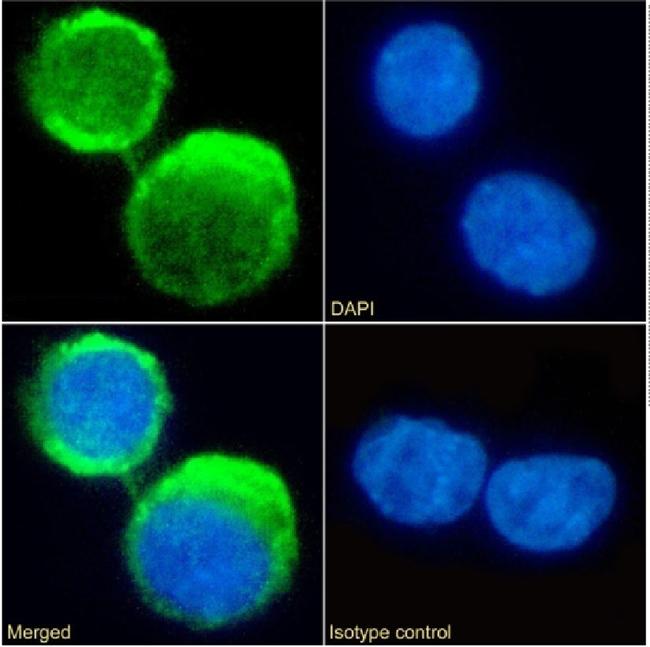 C5AR1 Chimeric Antibody in Immunocytochemistry (ICC/IF)