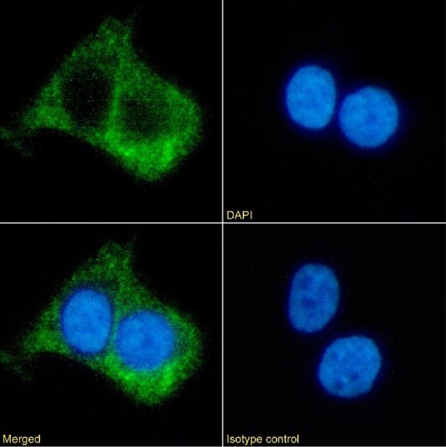 beta-2 Adrenergic Receptor Chimeric Antibody in Immunocytochemistry (ICC/IF)