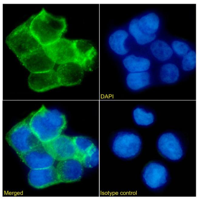 EpCAM (CD326) Chimeric Antibody in Immunocytochemistry (ICC/IF)