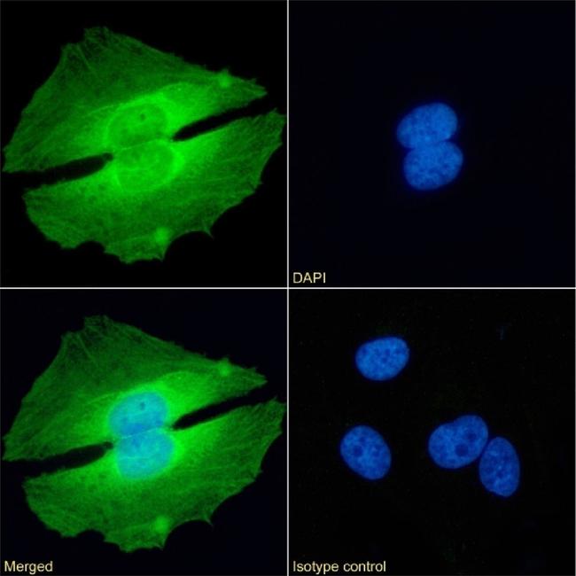 PRMT5 Chimeric Antibody in Immunocytochemistry (ICC/IF)