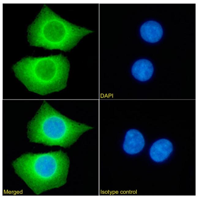 PRDM9 Chimeric Antibody in Immunocytochemistry (ICC/IF)