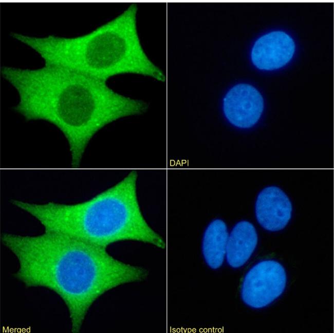 PRMT3 Chimeric Antibody in Immunocytochemistry (ICC/IF)