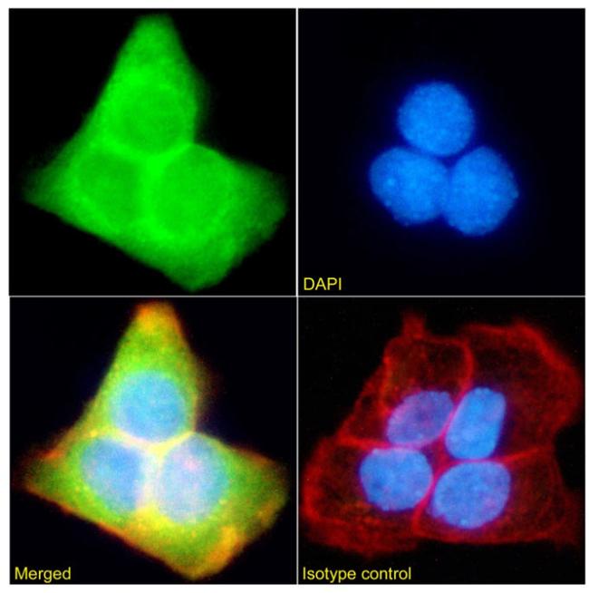 SFMBT1 Chimeric Antibody in Immunocytochemistry (ICC/IF)