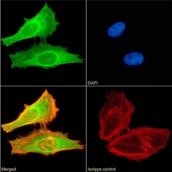 FOXP2 Chimeric Antibody in Immunocytochemistry (ICC/IF)