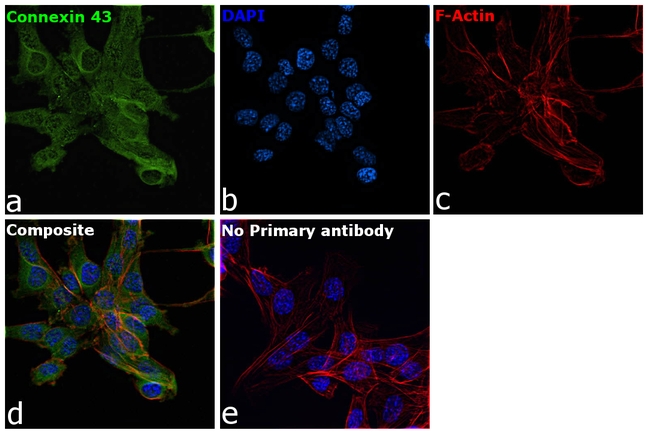 Connexin 43 Antibody in Immunocytochemistry (ICC/IF)