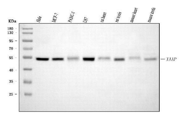 XIAP Antibody in Western Blot (WB)