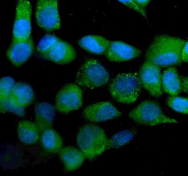 IDH2 Antibody in Immunocytochemistry (ICC/IF)