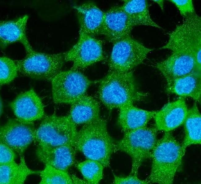 MVP Antibody in Immunocytochemistry (ICC/IF)