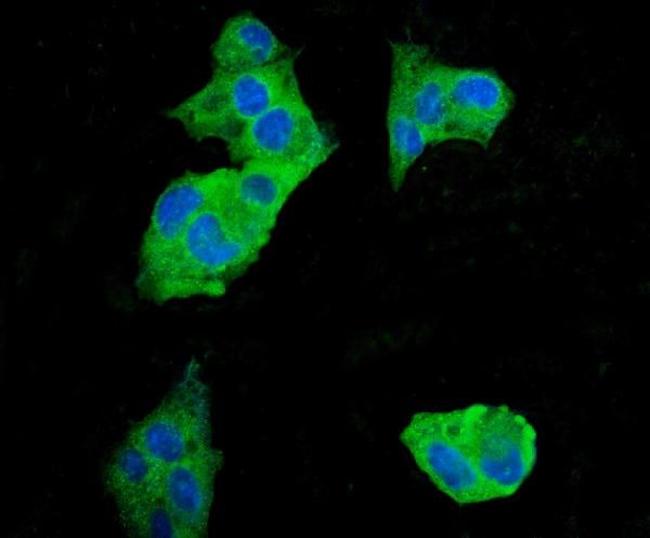 EEF2 Antibody in Immunocytochemistry (ICC/IF)