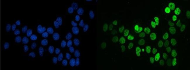 SF1 Antibody in Immunocytochemistry (ICC/IF)