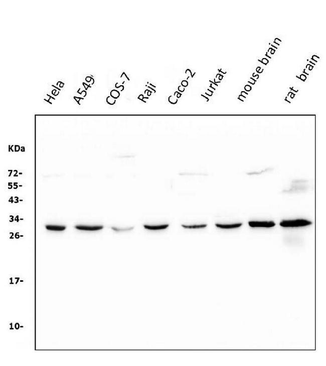 14-3-3 zeta Antibody in Western Blot (WB)