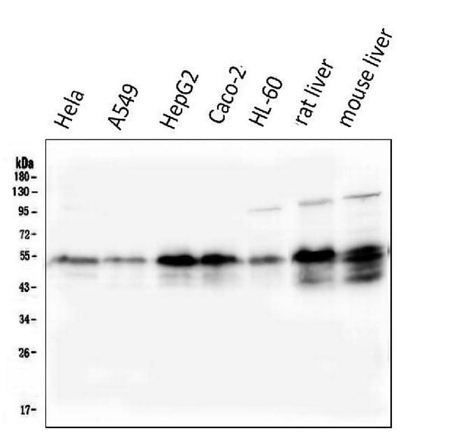 RXRA Antibody in Western Blot (WB)