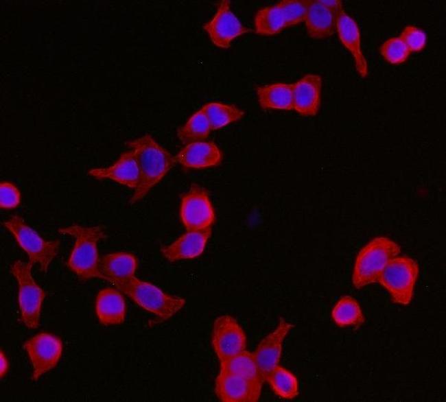 14-3-3 epsilon Antibody in Immunocytochemistry (ICC/IF)