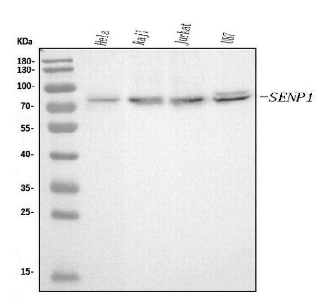 SENP1 Antibody in Western Blot (WB)