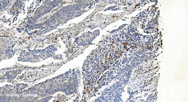 APPL1 Antibody in Immunohistochemistry (Paraffin) (IHC (P))