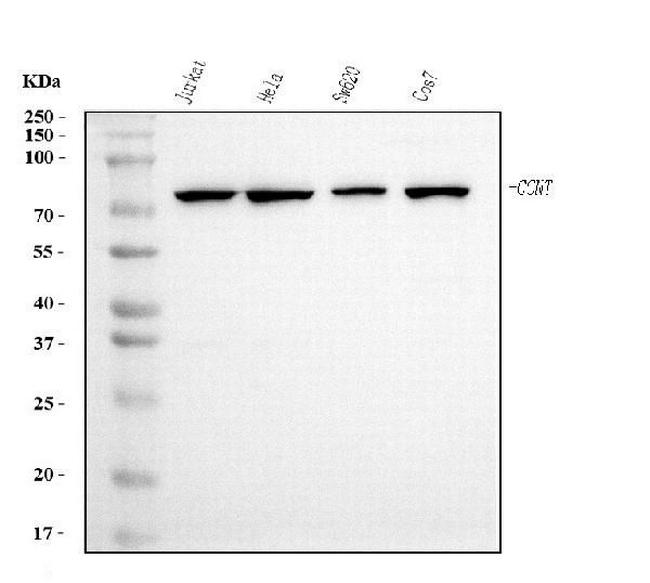 Cyclin T1 Antibody in Western Blot (WB)