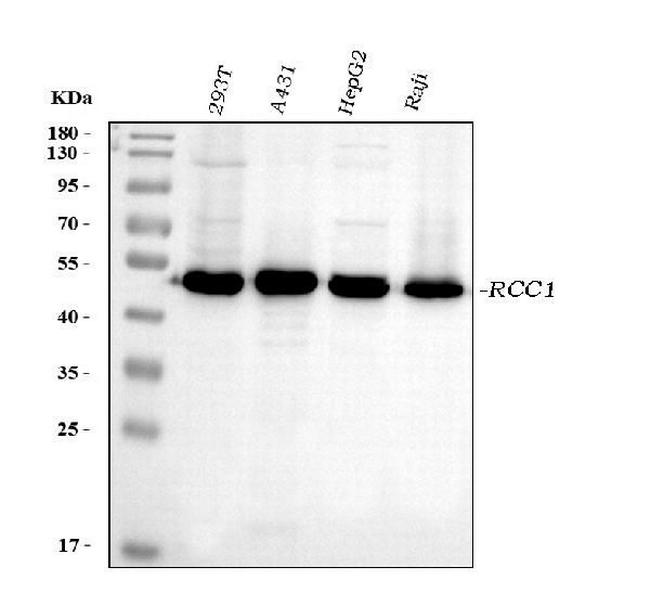 RCC1 Antibody in Western Blot (WB)