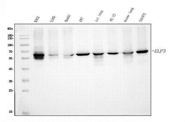 ELP3 Antibody in Western Blot (WB)