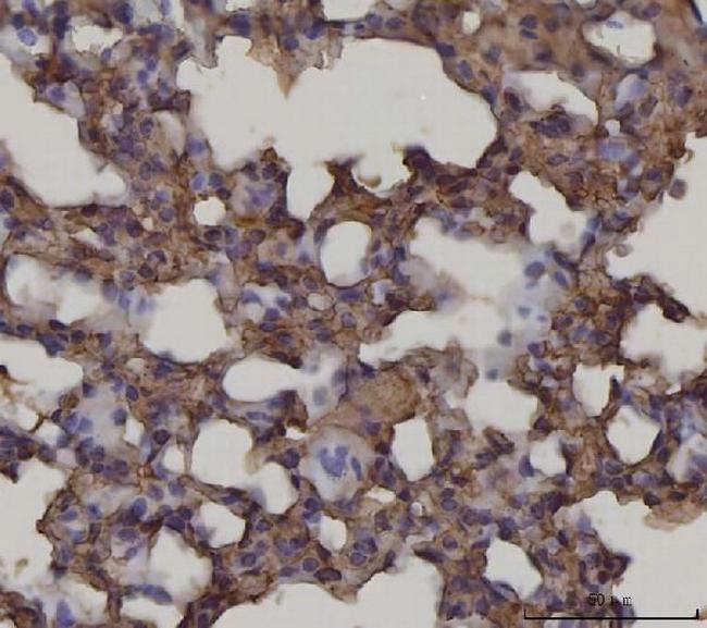 RAGE Antibody in Immunohistochemistry (Paraffin) (IHC (P))