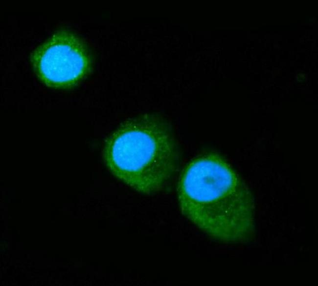 Annexin A6 Antibody in Immunocytochemistry (ICC/IF)