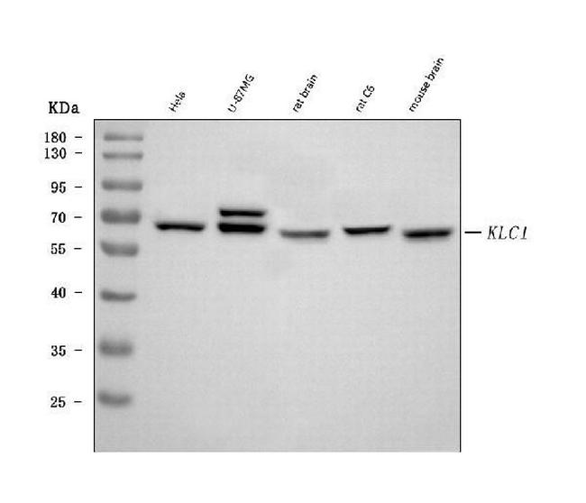 KLC1 Antibody in Western Blot (WB)