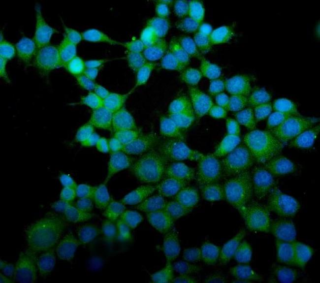 eRF1 Antibody in Immunocytochemistry (ICC/IF)