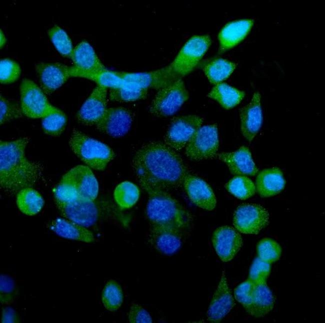 eRF1 Antibody in Immunocytochemistry (ICC/IF)