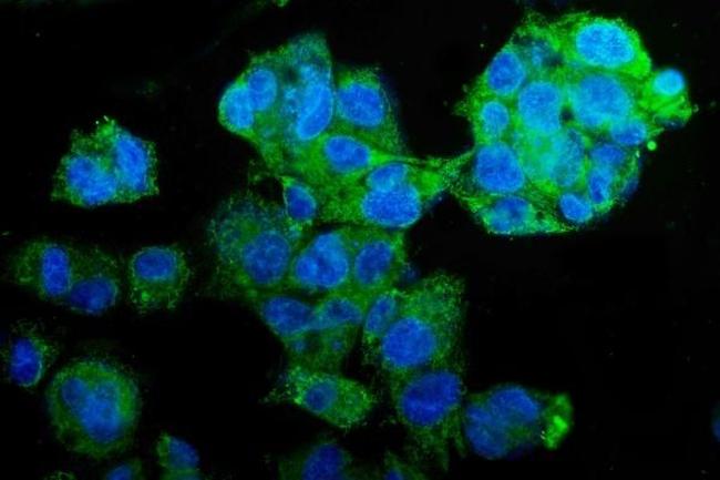 PCK2 Antibody in Immunocytochemistry (ICC/IF)