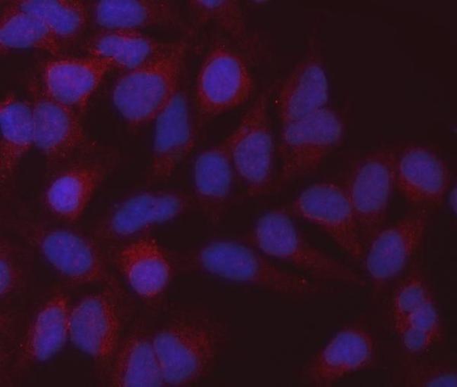 MDH2 Antibody in Immunocytochemistry (ICC/IF)