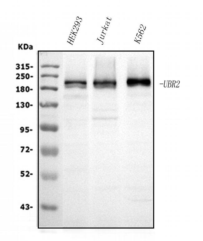 UBR2 Antibody in Western Blot (WB)