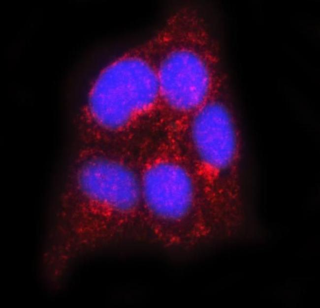 Flotillin 2 Antibody in Immunocytochemistry (ICC/IF)