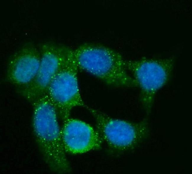 GNG2 Antibody in Immunocytochemistry (ICC/IF)