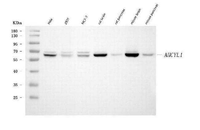 AdoHcyase 2 Antibody in Western Blot (WB)