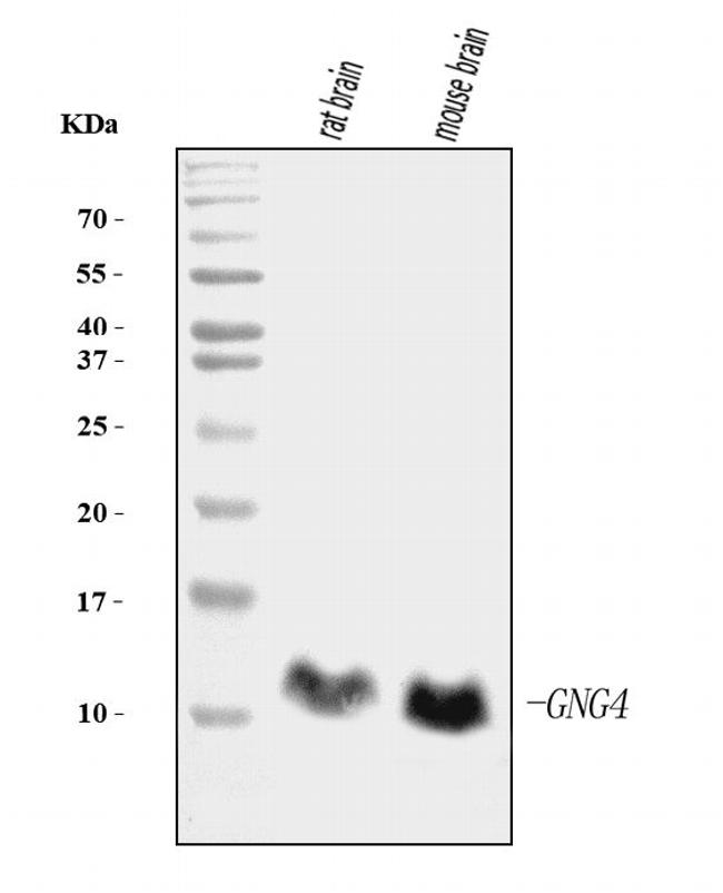 GNG4 Antibody in Western Blot (WB)