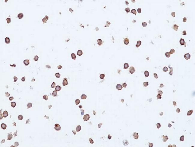 LAIR1 Antibody in Immunocytochemistry (ICC/IF)