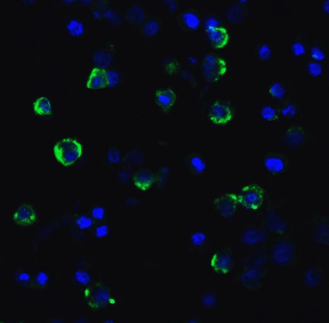 CD223 Antibody in Immunocytochemistry (ICC/IF)