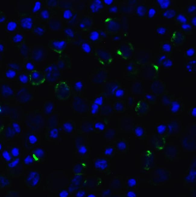 CD223 Antibody in Immunocytochemistry (ICC/IF)