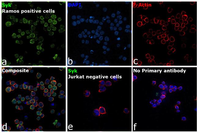 Syk Antibody in Immunocytochemistry (ICC/IF)