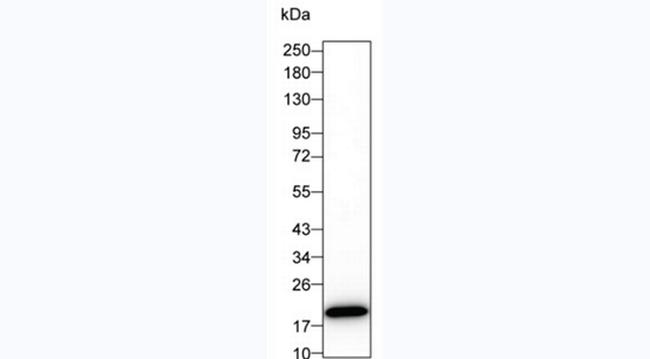 IL-1 beta Antibody in Western Blot (WB)