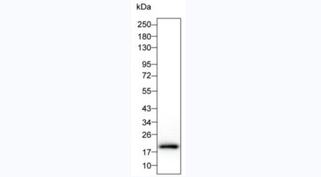 IL-1 beta Antibody in Western Blot (WB)