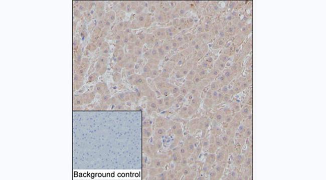 alpha-1 Microglobulin Antibody in Immunohistochemistry (Paraffin) (IHC (P))