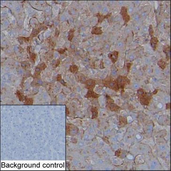 alpha-1 Microglobulin Antibody in Immunohistochemistry (Paraffin) (IHC (P))